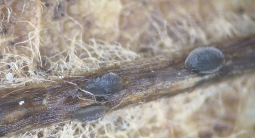 Pyrenopeziza petiolaris - 
