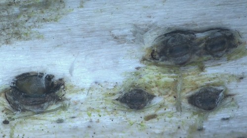 Ostropa barbara - 