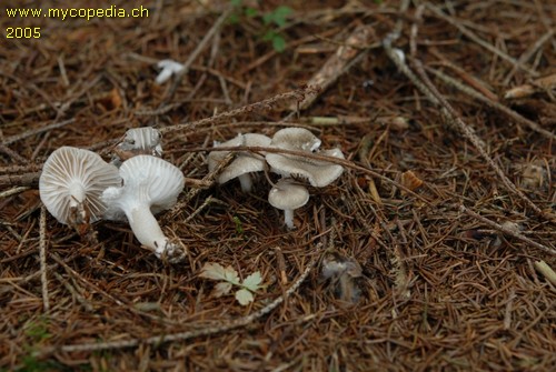 Hygrophorus pustulatus - 