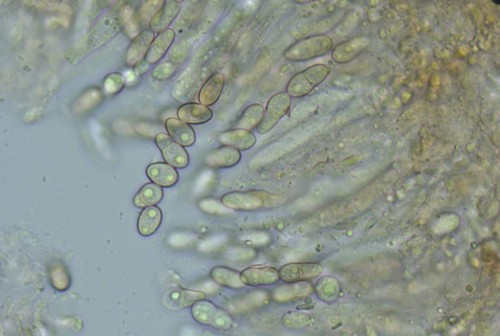 Fusicolla melogrammae - 