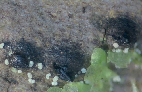 Thyridaria macrostomoides - 