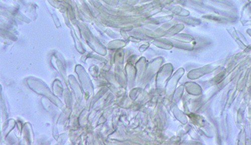 Psilachnum chrysostigmum - Randhaare - 