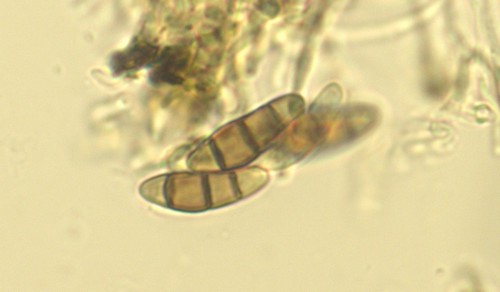 Lophium mytilinum - 