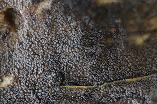 Stigmatolemma poriaeforme - 