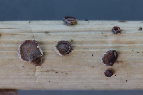 Lasiomollisia phalaradis - 