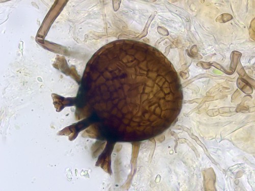 Wentiomyces fimbriatus - 