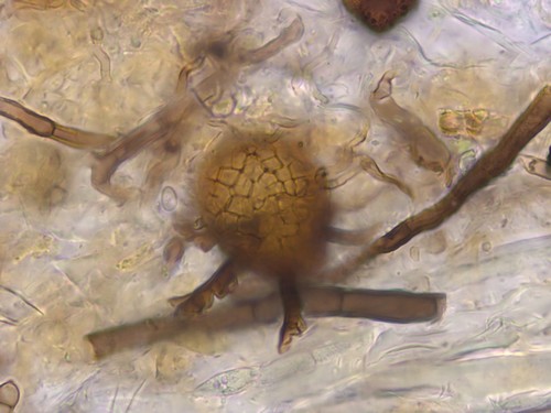 Wentiomyces fimbriatus - 