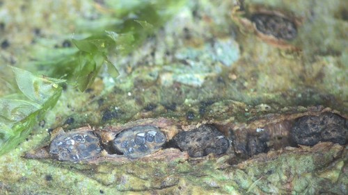 Melogramma campylosporum - 