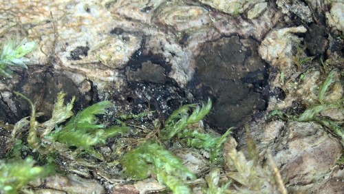 Biscogniauxia capnodes - 