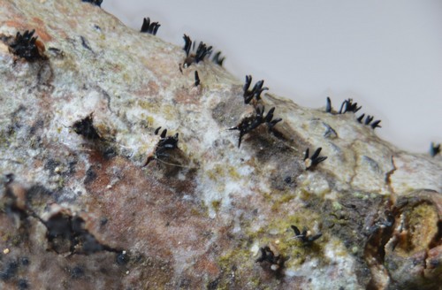 Apiognomonia hystrix - 