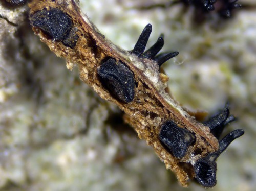 Apiognomonia hystrix - 