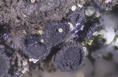 Sarea difformis -  - KOH 