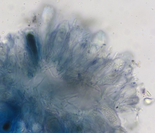 Sarea difformis - 
