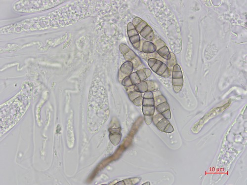 Capronia parasitica - 