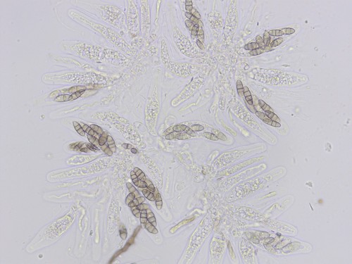 Capronia parasitica - 