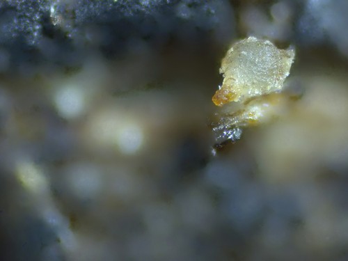 Conioscyphascus varius - 