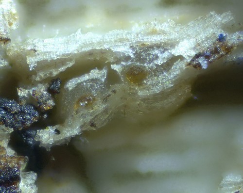 Conioscyphascus varius - 