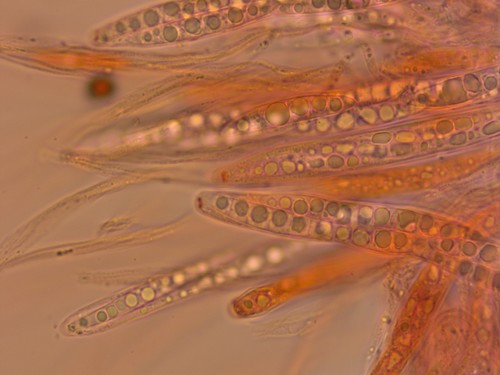 Conioscyphascus varius - 