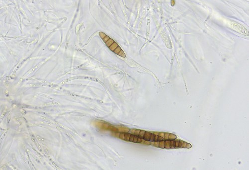 Thyridaria macrostomoides - 