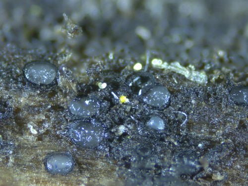 Lophiostoma rugolosum - 