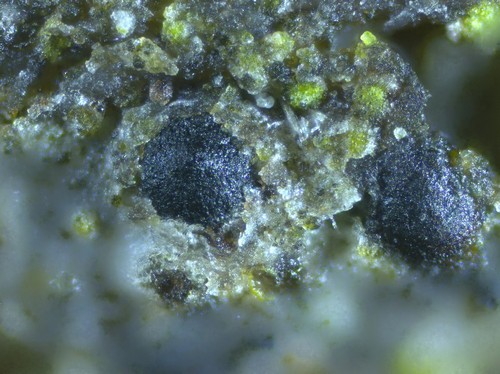 Lophiostoma rugolosum - 