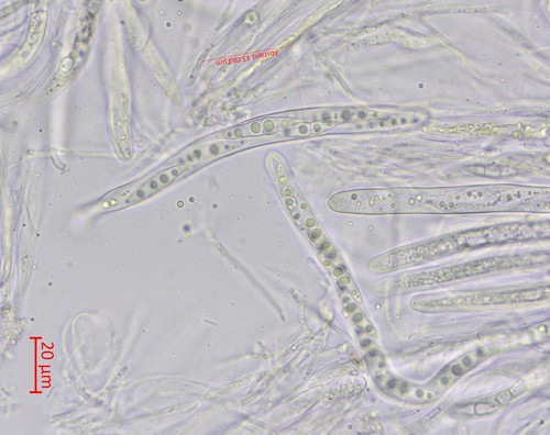 Lophiostoma rugolosum - 