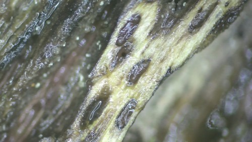 Pseudohalonectria lutea - 