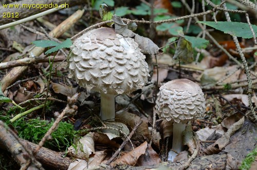 Chlorophyllum rhacodes - 