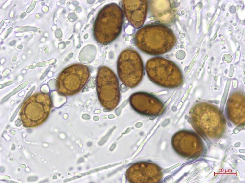 Amphisphaerella alpigena - 