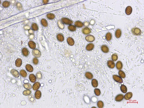 Amphisphaerella alpigena - 