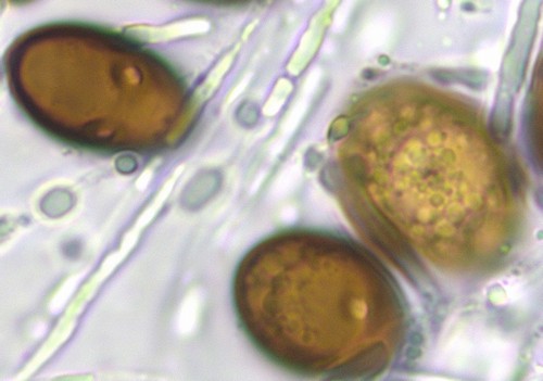 Amphisphaerella alpigena - 