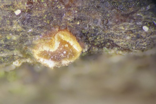 Pezicula ocellata - 