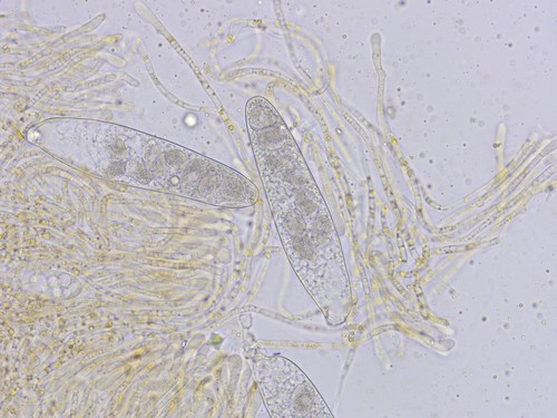 Pezicula ocellata - 