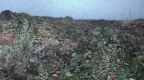 Orbilia eucalypti - 