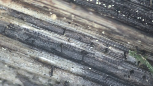 Diaporthe arctii - 