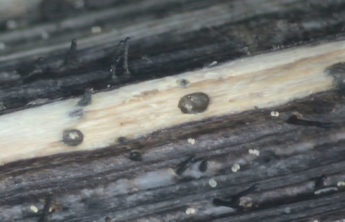 Diaporthe arctii - 