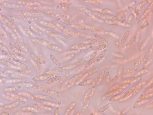 Diaporthe arctii - 