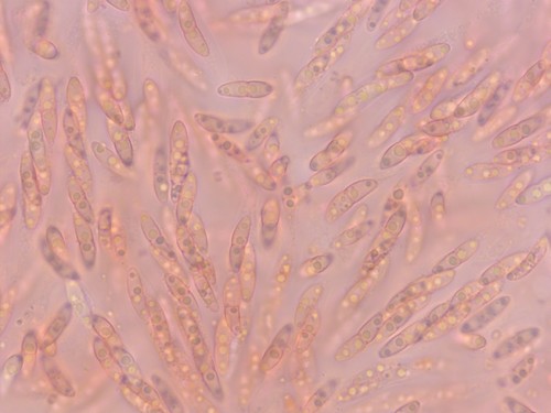 Diaporthe arctii - 