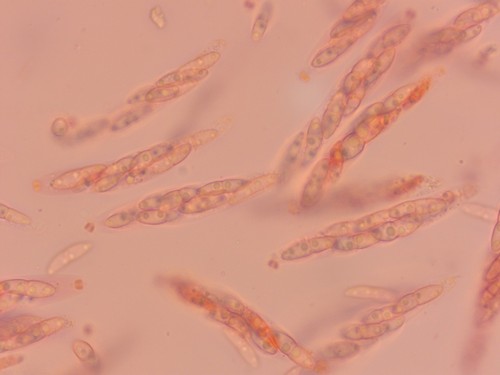 Diaporthe arctii - 
