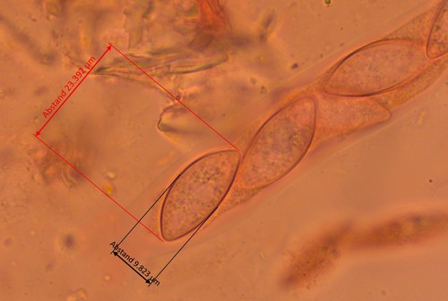 Wuestneia chrysostroma - 