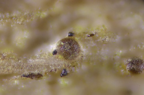 Exarmidium inclusum - 