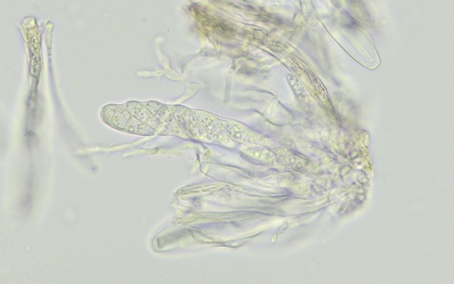 Exarmidium inclusum - 