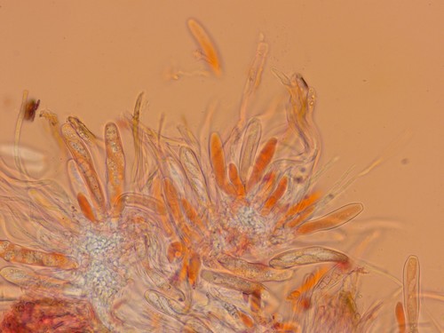Exarmidium inclusum - 