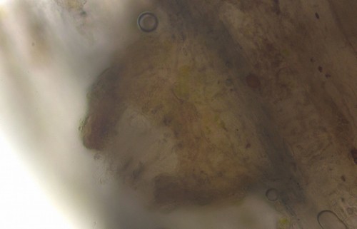Exarmidium inclusum - 