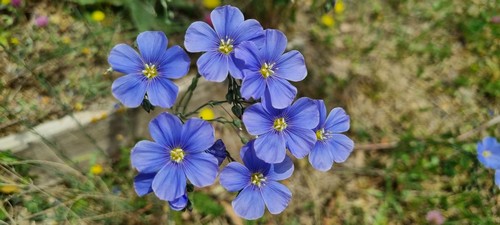 Linum perenne - 