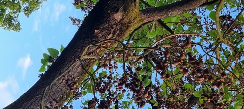 Paulovnia tomentosa - 