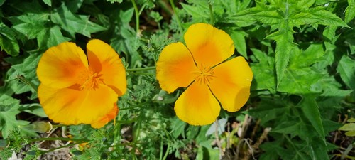Echscholzia californica - 
