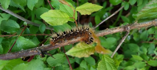 Macrotylacia rubi - 