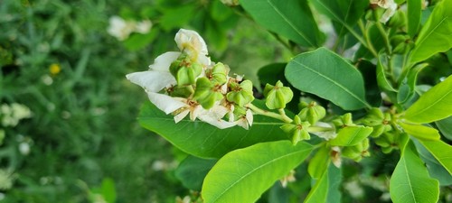 Exochorda racemosa - 