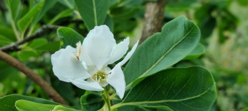 Exochorda racemosa - 